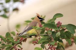 Cedar Waxwing