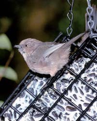 Bushtit 