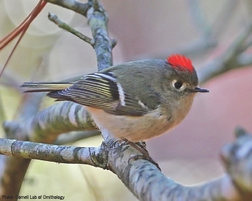 Ruby-crowned Kinglet