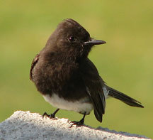 Black Phoebe