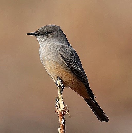 Say's Phoebe