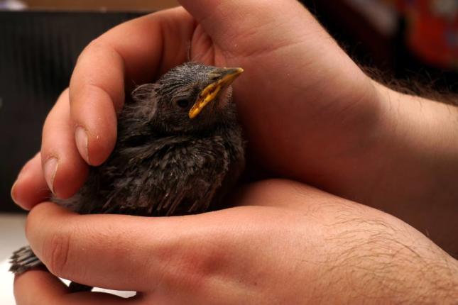 Fledgling Bird