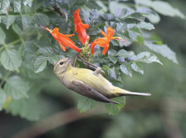 orange-crowned