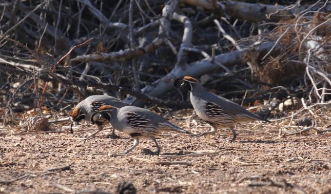 Gambel's Quail