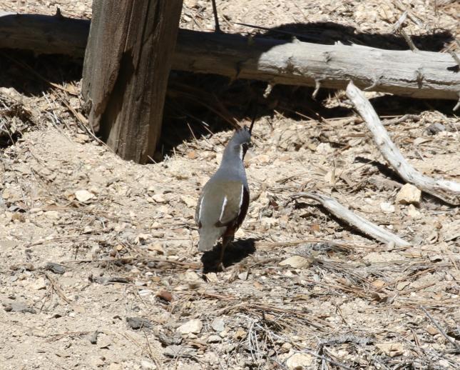 Mountain Quail