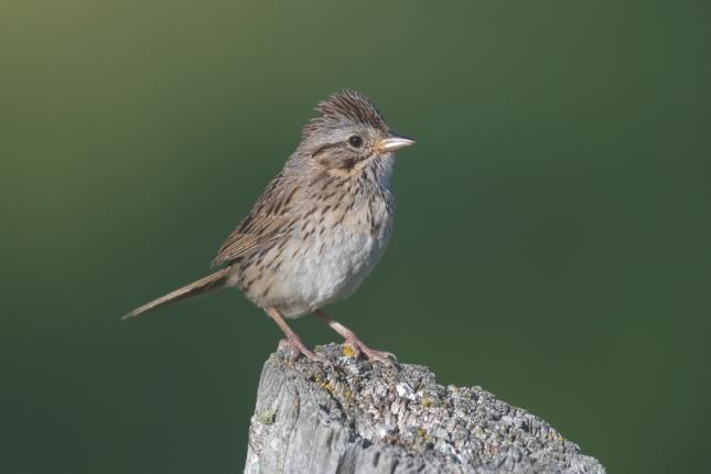 Lincoln's Sparrow