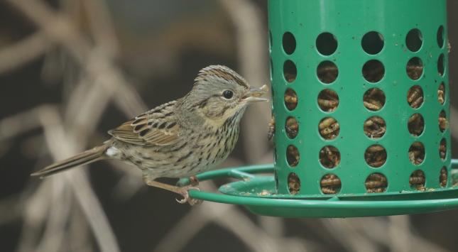 Lincoln's Sparrow