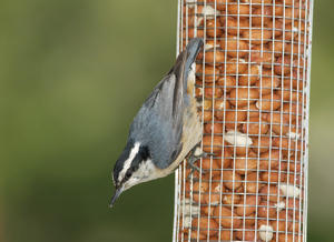 Red-Breasted Nuthatch