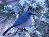 W Scrub Jay 4 PJ